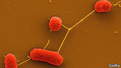 E.coli бактери Германаас гаралтай