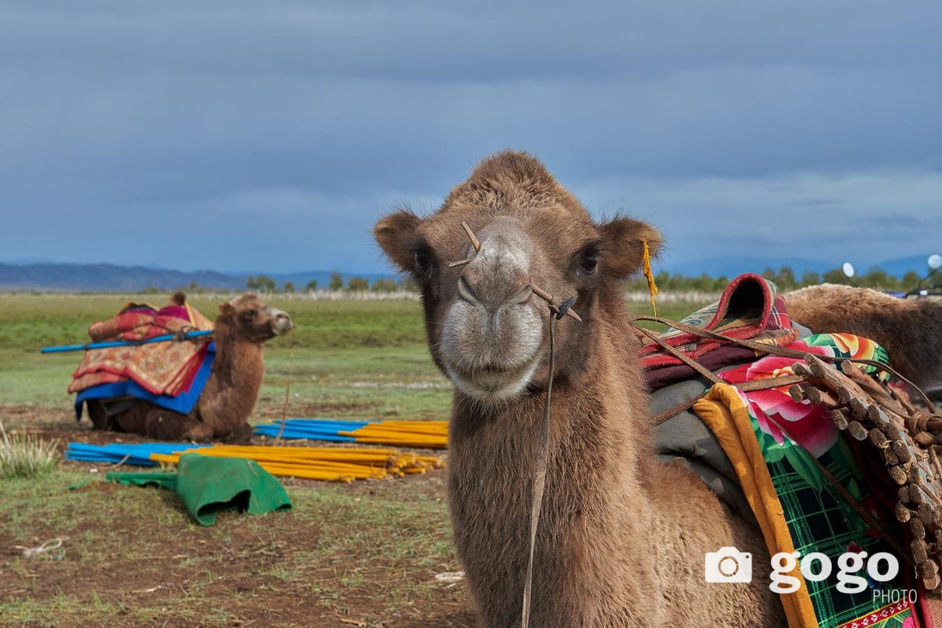 Лондон хотод “Монгол тэмээний өдөрлөг” болно
