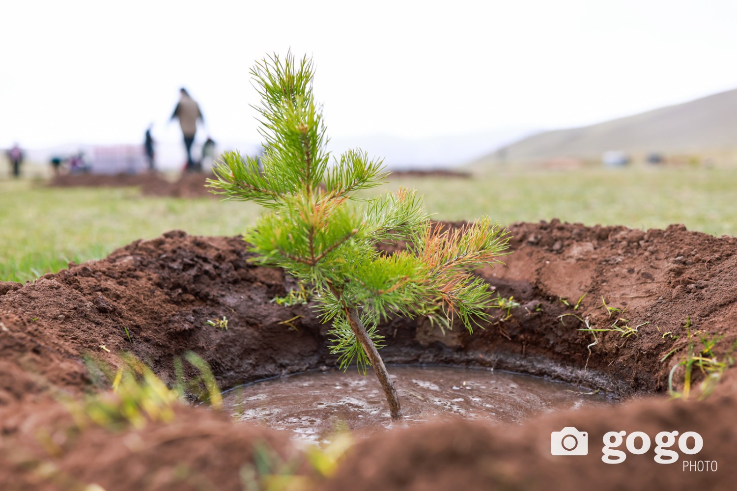 Мод тарих боломжит талбай хомсдож, газар тэлэх шаардлага үүсжээ