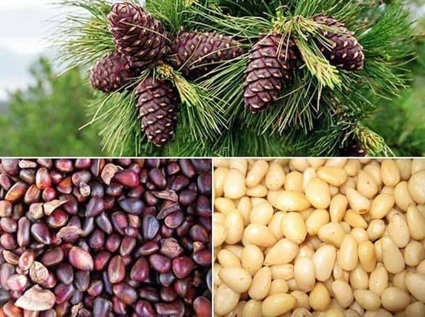 Ахуйн зориулалтаар иргэнд нэг удаа 50 кг хүртэл самар түүх зөвшөөрөл олгоно