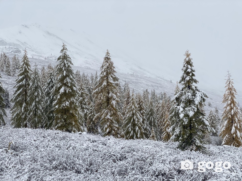 Өнөөдөр Монгол-Алтайн уулс болон Алтайн өвөр говиор цас орж, явган шуурга шуурна