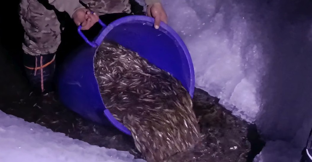 Сэлбэ голын загасыг авран хамгаалж, Туул голд шилжүүлэн тавьжээ