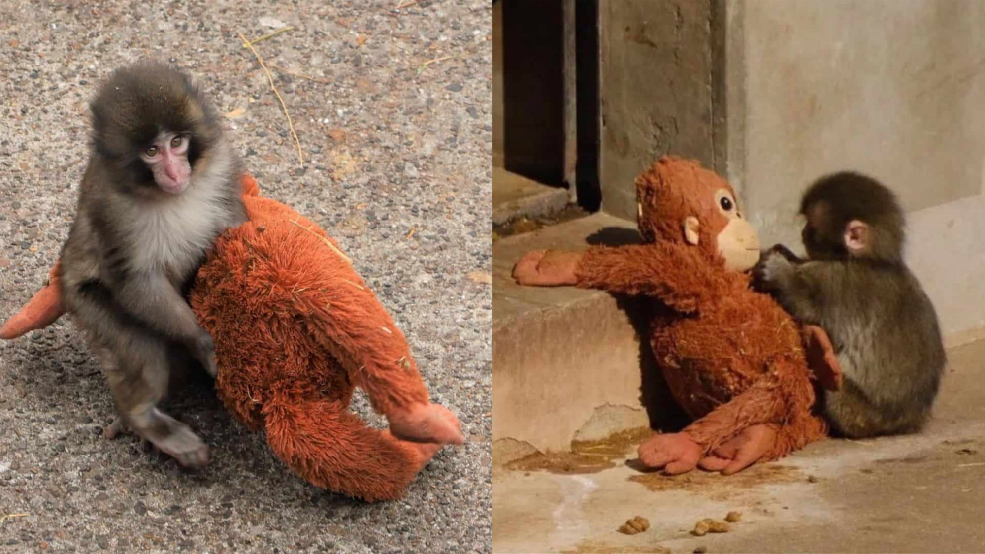 Эхдээ гологдож, чихмэл тоглоом байнга тэвэрдэг монш олны сэтгэлийг хөдөлгөжээ