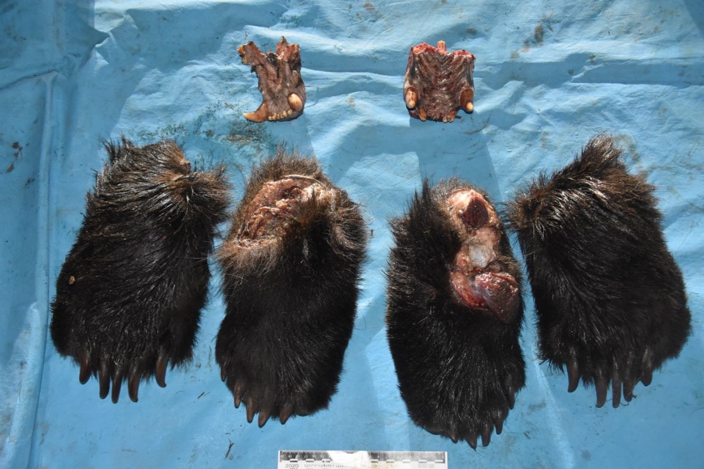 Хүрэн баавгай хууль бусаар агнасан иргэнийг 5.4 сая төгрөгөөр торгожээ