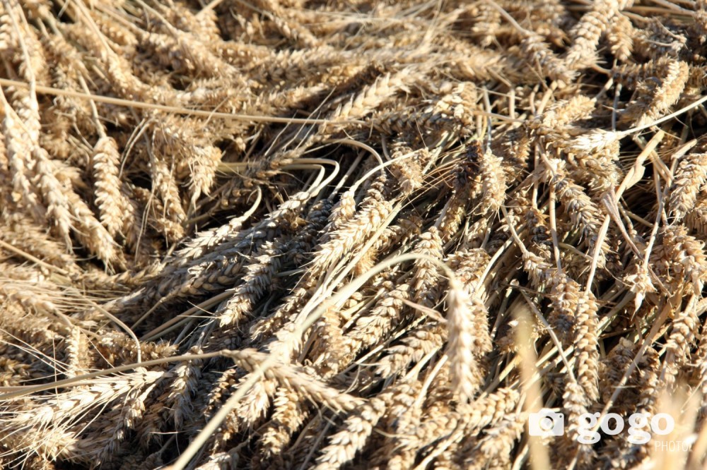 Хүнсний улаанбуудайн урамшууллыг олголоо