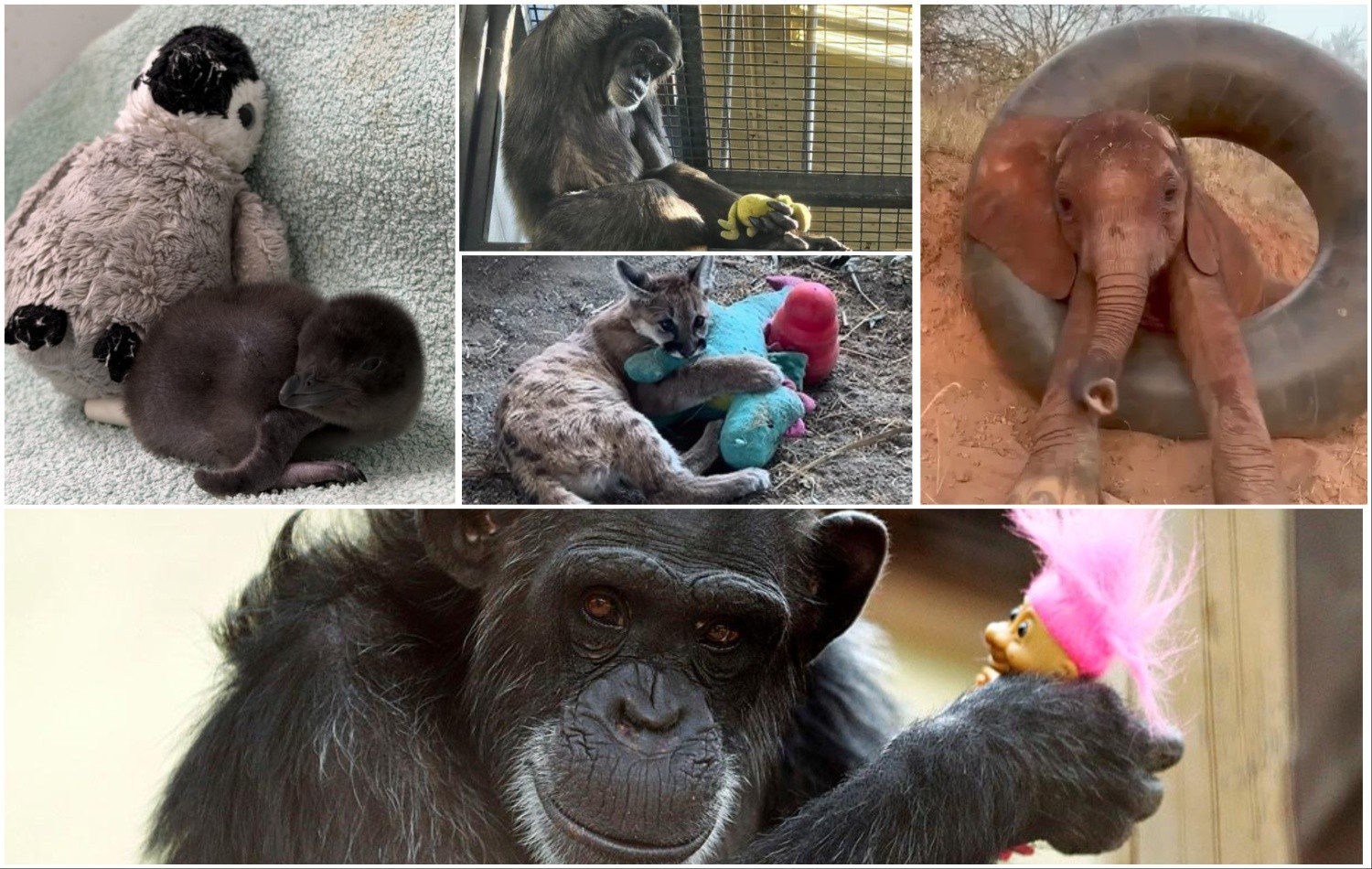 Панч сармагчинтай төстэй өөр таван амьтны түүх