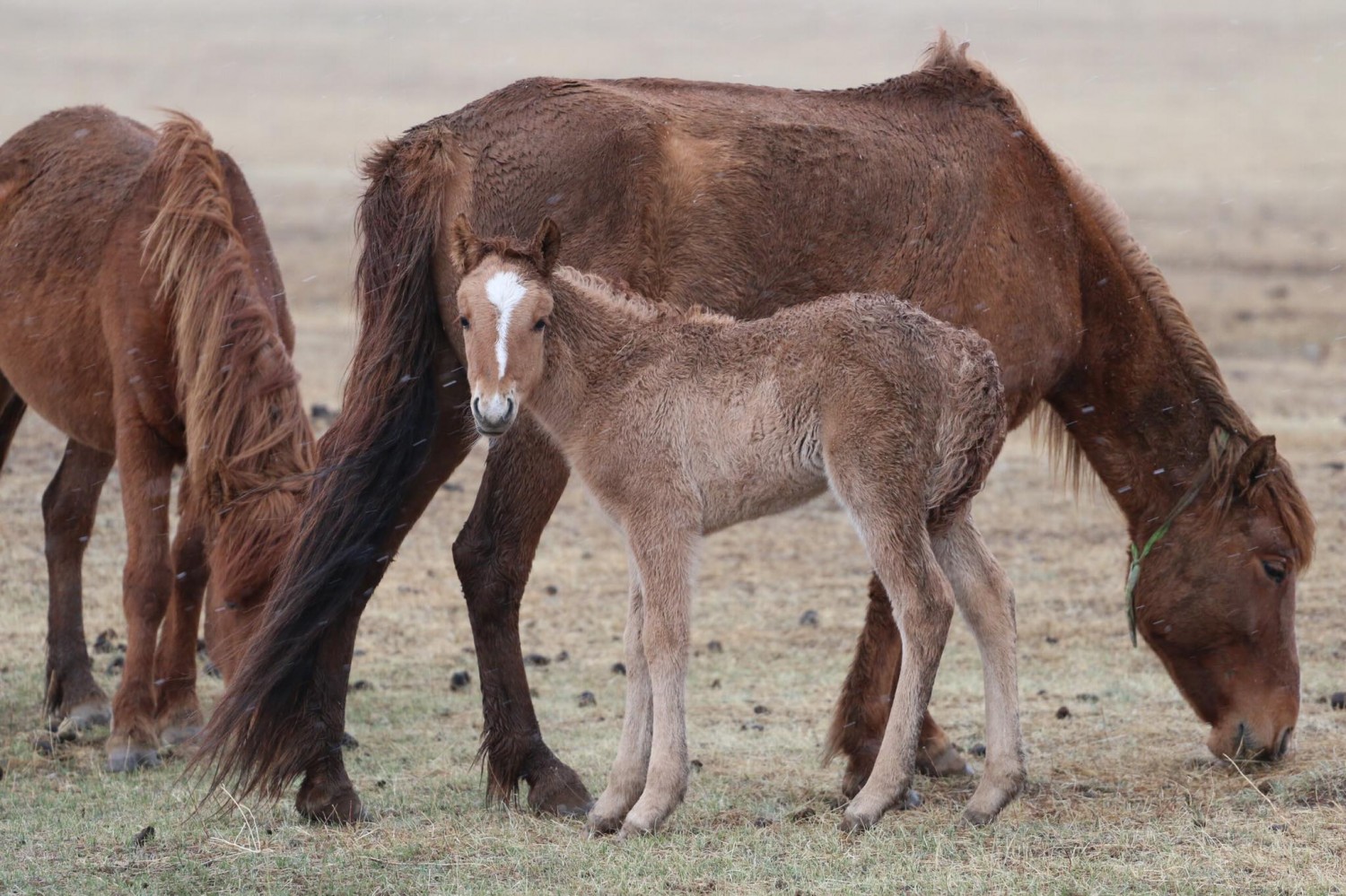Дөрөвдүгээр сарын цаг агаарын урьдчилсан төлөв