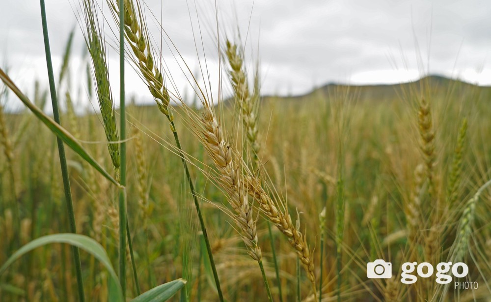 Агро-ойжуулалт нэвтрүүлсэн талбайд буудайн ургац 26-32 хувиар нэмэгджээ