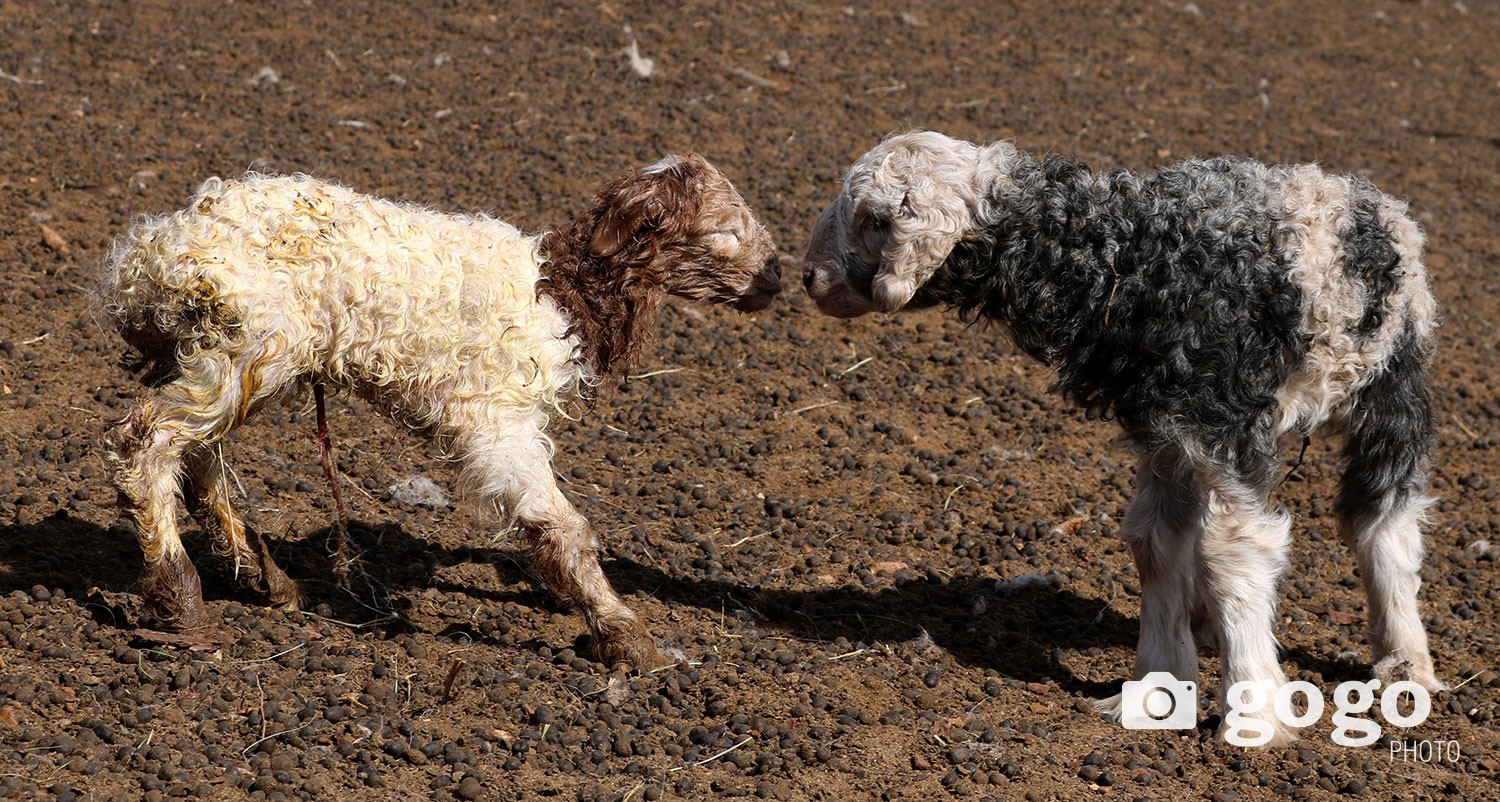 Улсын хэмжээнд 4,2 сая мал төллөжээ