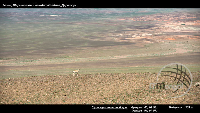 Gobi of saiga, Darvi soum, Gobi-Altai aimag