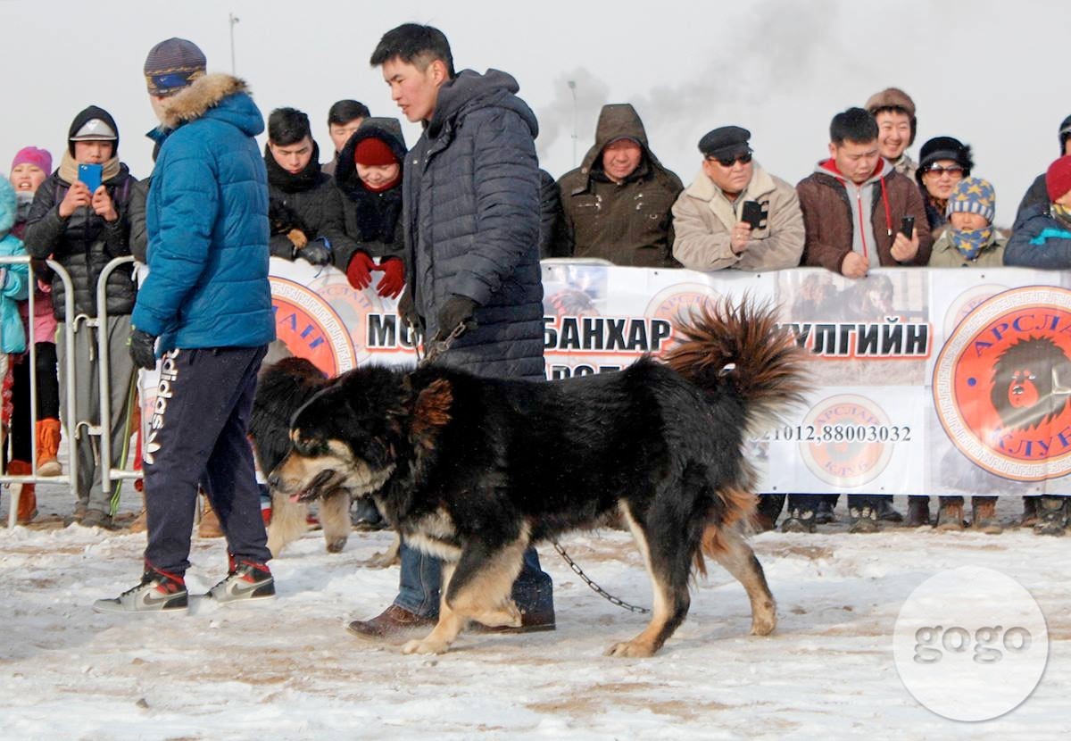 mærke navn Stilk En trofast Dog Show: Bankhar known as Tibetan Mastiff