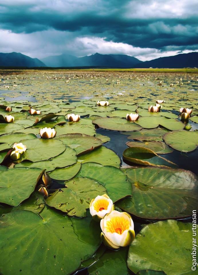 Lily. Lotuses spread on escutcheon. Photo Credit to U.Ganbayar