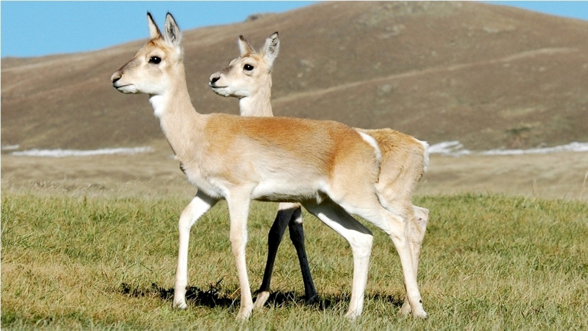 Mongolian antelopes