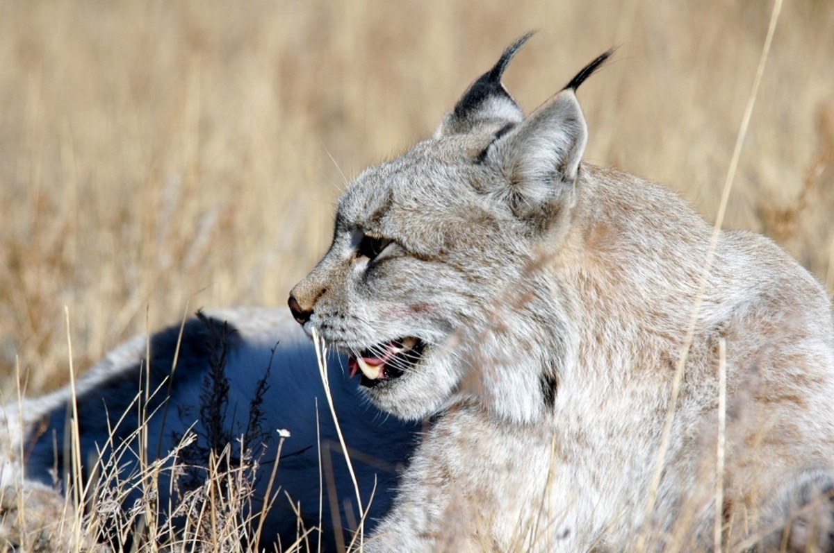 Lynx inhabits the Khustai National Park in Mongolia 