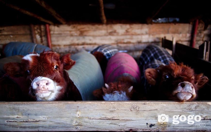  Over 1 million livestock lost last year