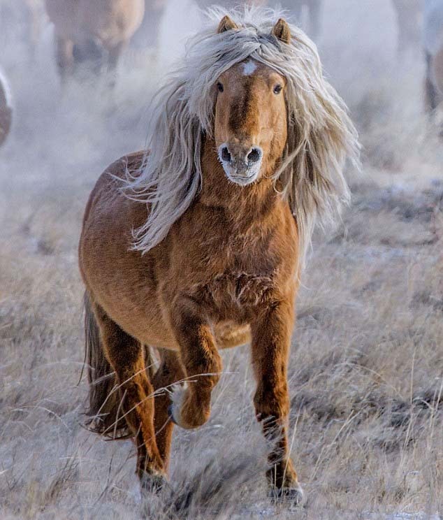 Elle Gelding Horse, Photo courtesy of Mongolian photographer Batzaya Ch.