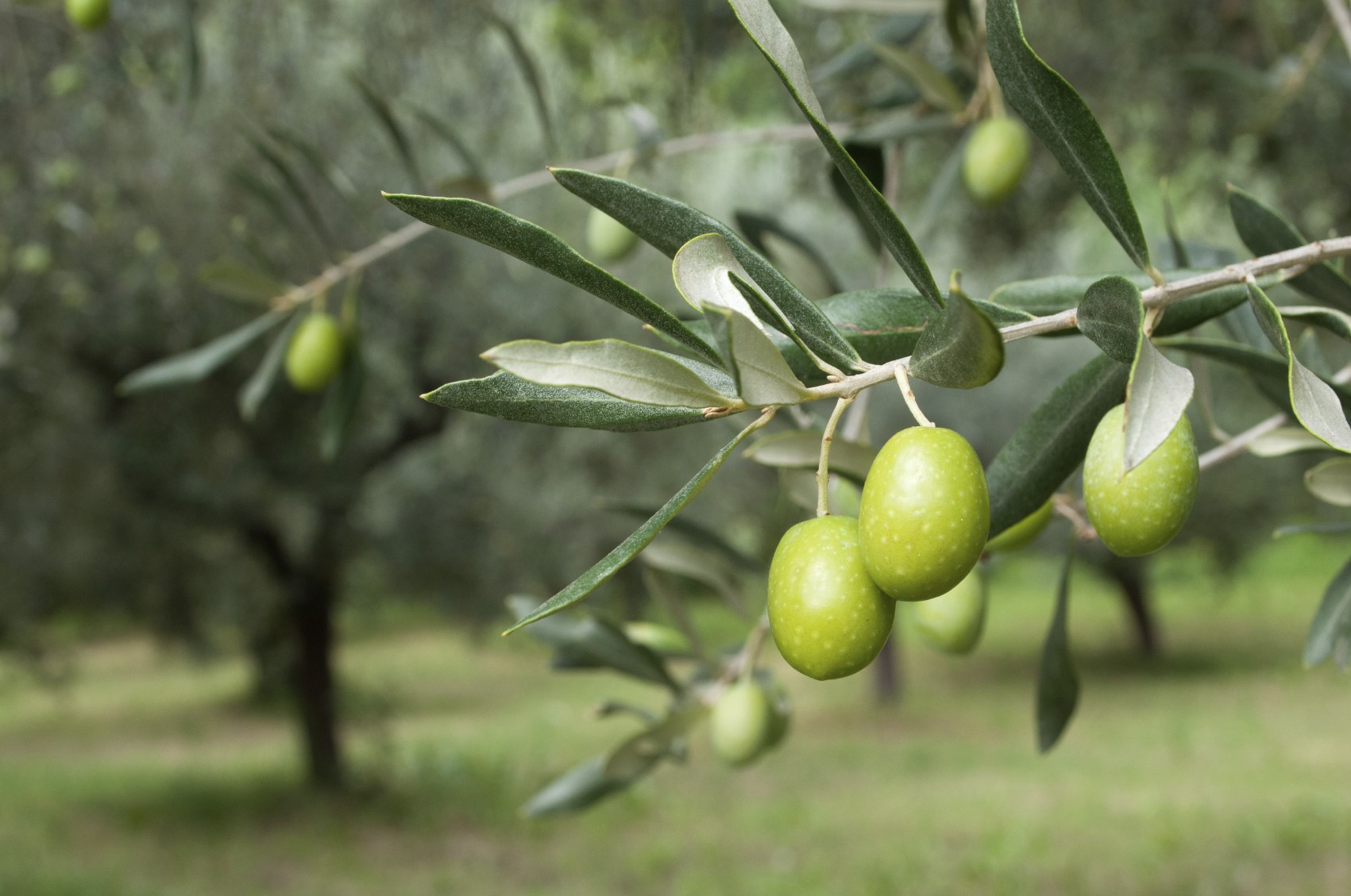 how-olive-oil-is-farmed-and-processed-at-the-country-s-biggest-producer