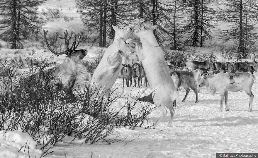 Bulls are fighting each other. Main enemy to reindeer is wolf, and reindeer cannot defend itself against wolf