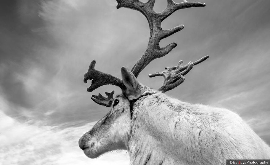 Sacred animal – Reindeer play an important role in the Dukha’s shamanistic tradition