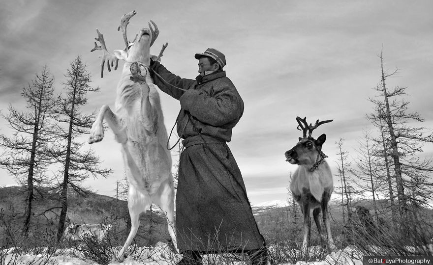 Tsaatan’s life is only based on their Reindeers. They don’t have any other animals, except of few horses, but they use them only in summertime