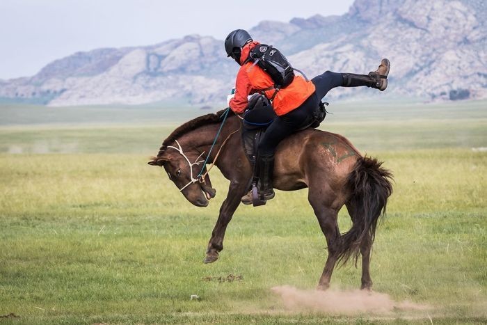 PHOTO: Rider Anthony Strange tries to hold onto a bucking horse during the Mongol Derby 2016. (Facebook: Mongol Derby)