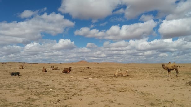 Young camels in the Gobi desert. Photo by: Accountability Counsel