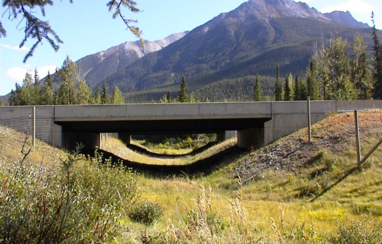 Wildlife friendly under/over passes. Canada: on top(transwildalliance.org)