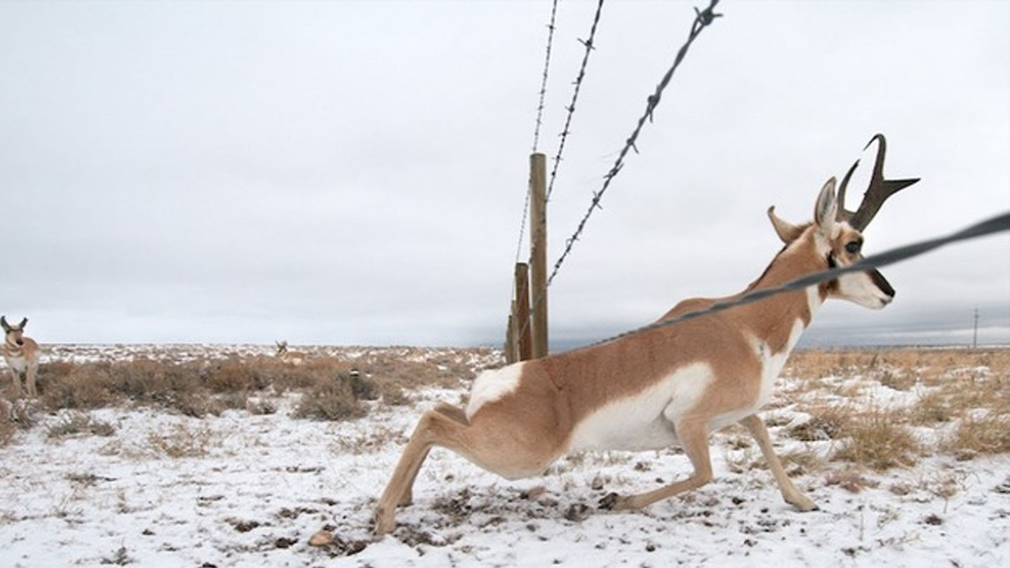 Pronghorn antelope crosses wildlife friendly fence​