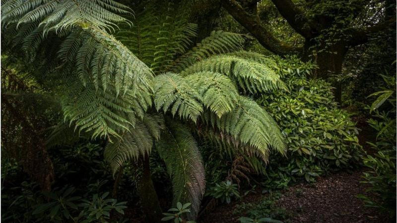 Dicksonia antarctica хэмээх энэ мод эртний модтой хамгийн адилхан мод юм.  