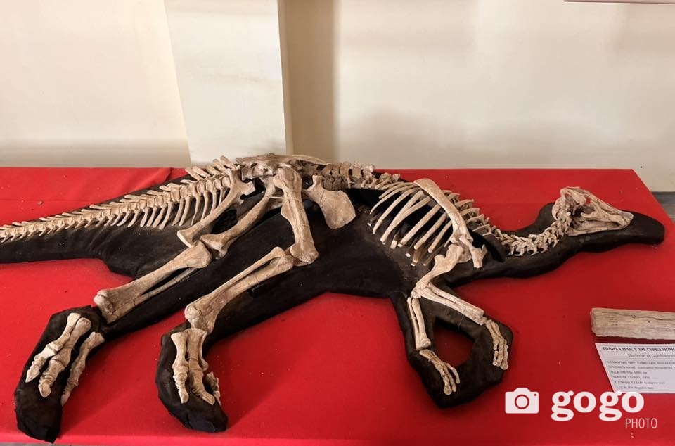 Говихадрос үлэг гүрвэлийн араг яс