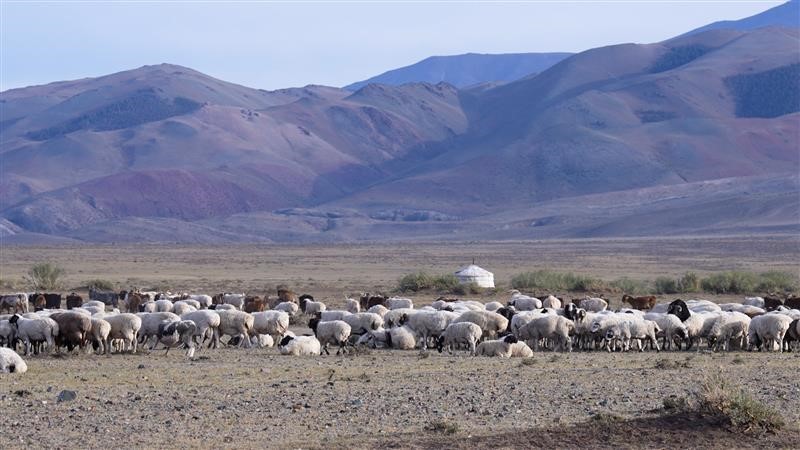 Зургийн тайлбар: Ховд аймгийн Дарви сумын Сутай үүлдрийн үржлийн цөм сүрэг. 2025.08.17