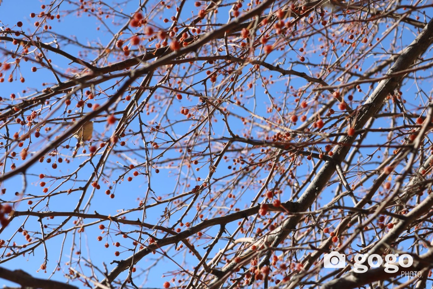 Өрөл жимсний мод