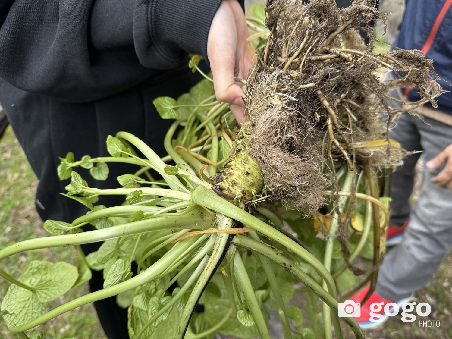 Васаби ногооны үндэс хэсэг нь. Хамар цоргим хурц амт нь эндээс гардаг.