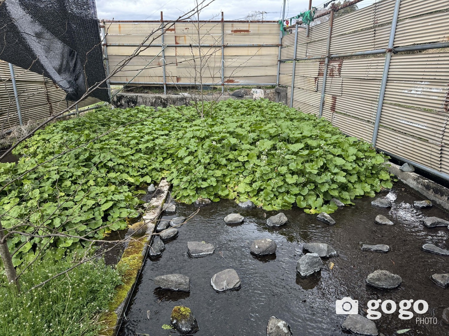 Васаби ногооны тариалан.