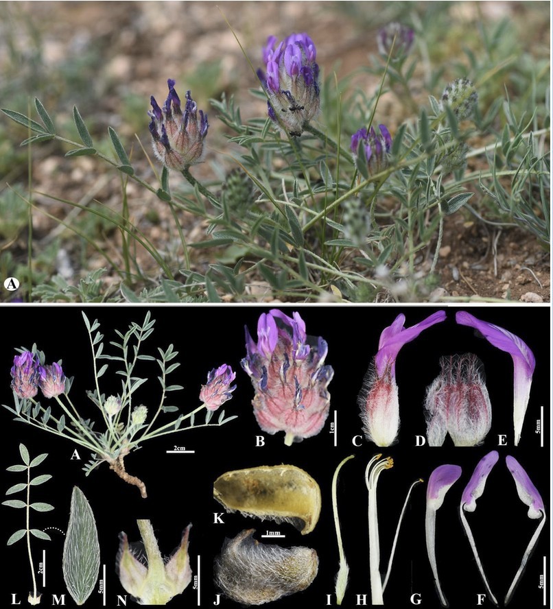 Зураг. Astragalus oyunicus Munkht.&Baasanm.