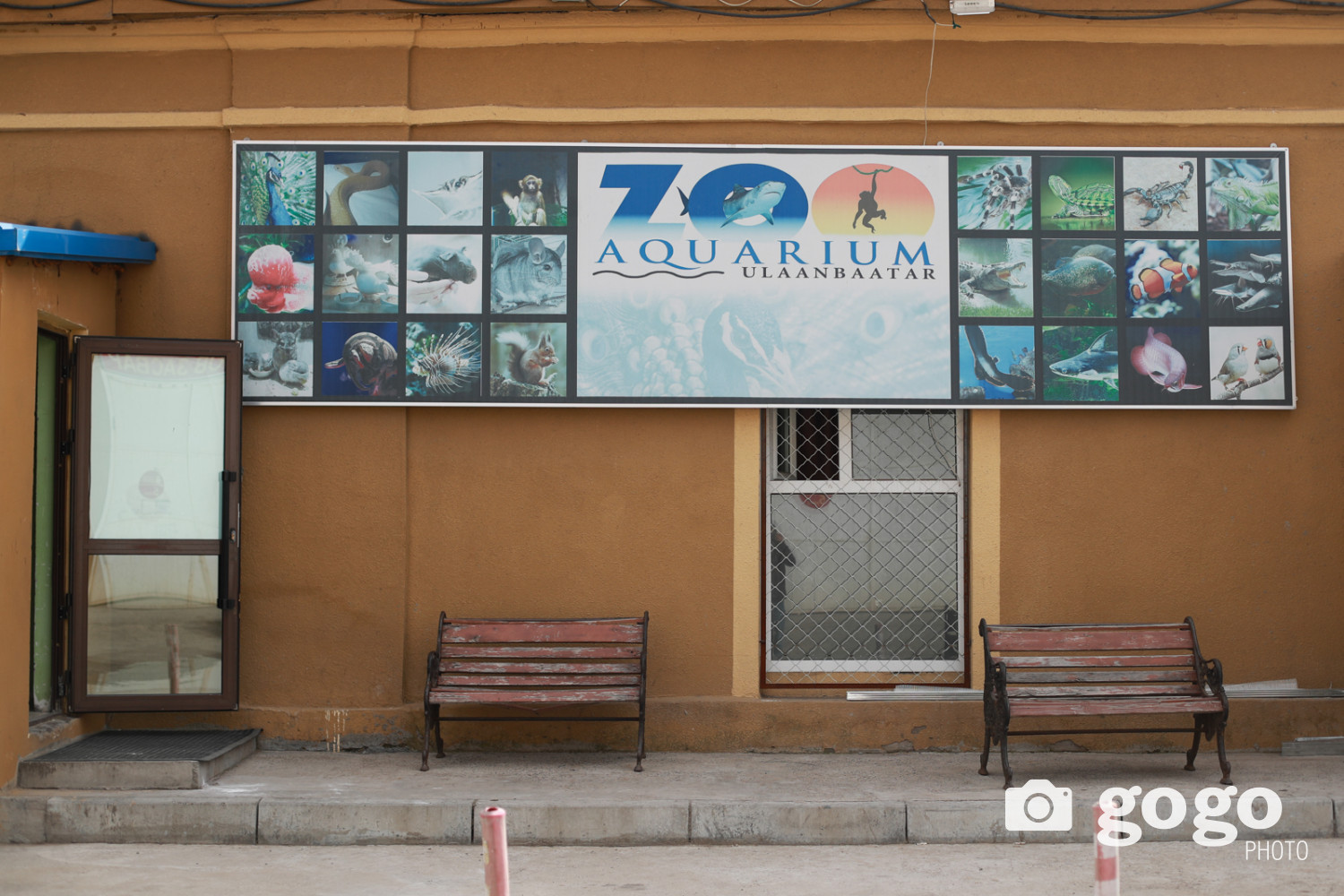 ФОТО Уртын дуу, хүүхэд уйлахыг сонсохоороо сүүлээ дэлгэдэг тогос