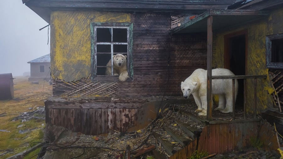 2. Дмитрий Кохын "Баавгайн байшин" гэрэл зураг.  Оросын Колючин арлын мананд бүрхэгдсэн эзэнгүй байшинд “зочилсон” цагаан баавгайнуудыг дурандаа буулгажээ.