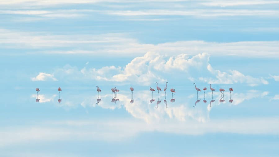 3. Японы гэрэл зурагчин Жунжи Такасаго "Тэнгэрийн фламинго" гэж нэрлэсэн энэхүү зүүд мэт дүр зургаа Боливид авчээ. Зургийг Андын нурууны өндөрт орших  дэлхийн хамгийн том давсан тал  Салар де Уюнид авчээ.