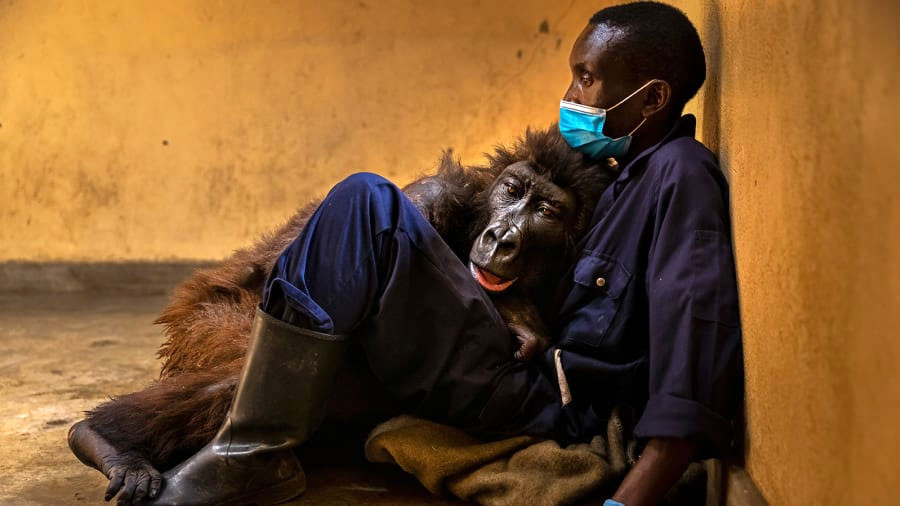 5. Брент Стиртоны "Ндакаси нүд аниж буй нь" хэмээх зураг.  Бүгд Найрамдах Ардчилсан Конго улсын Вирунга үндэсний цэцэрлэгт хүрээлэнгийн төвд байдаг олны хайртай сармагчны амьдралын төгсгөлийн мөчийг харуулжээ.