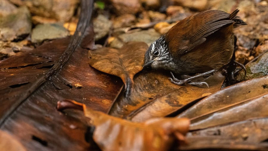 12. Ник Канакис Колумбын Татама үндэсний цэцэрлэгт хүрээлэнд авсан "Чих тавин чагнаж буй шувуу" хэмээх энэхүү гэрэл зургаар шувуунд ч нууц бий гэдгийг харуулахыг зорьжээ. 