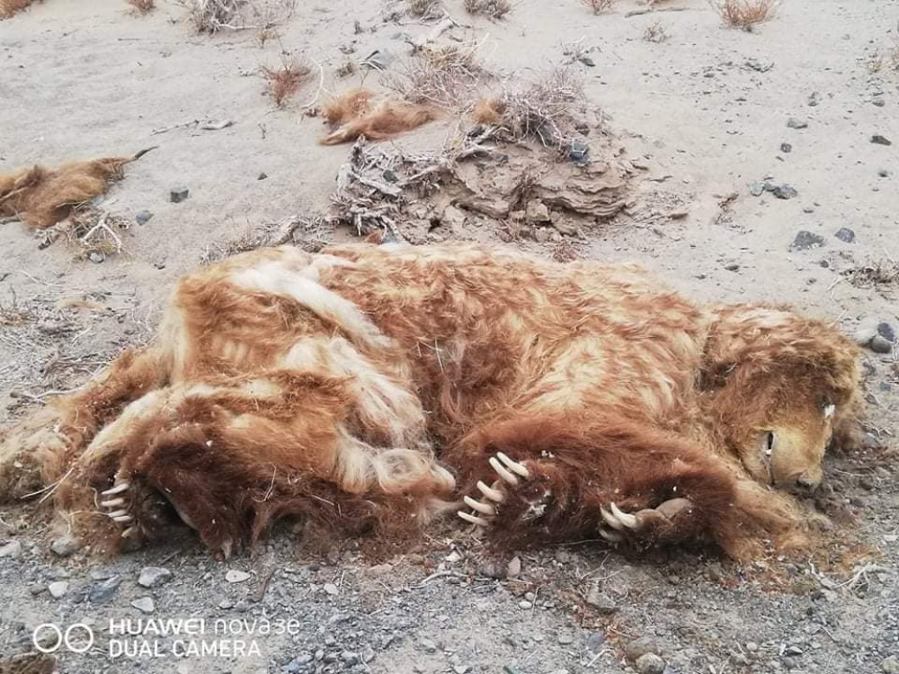 Мазаалайн үхсэн шалтгааныг тодруулахаар ажиллаж байна