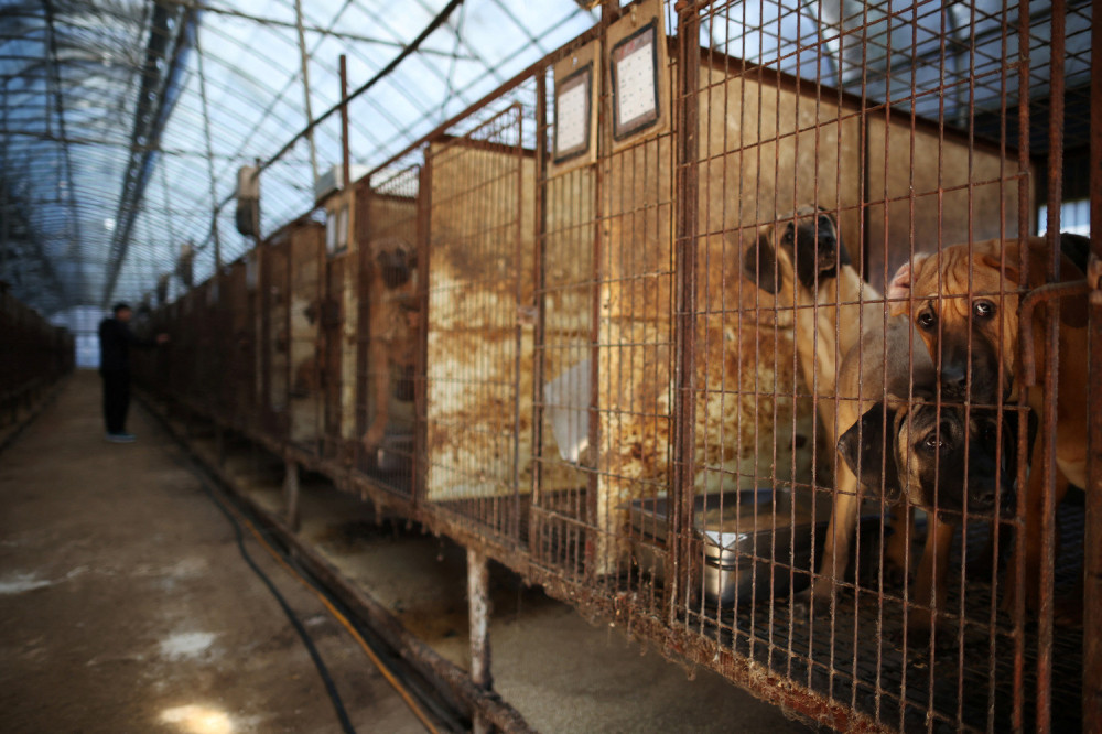 Өмнөд Солонгос нохойн махны хэрэглээг хориглох хууль баталлаа