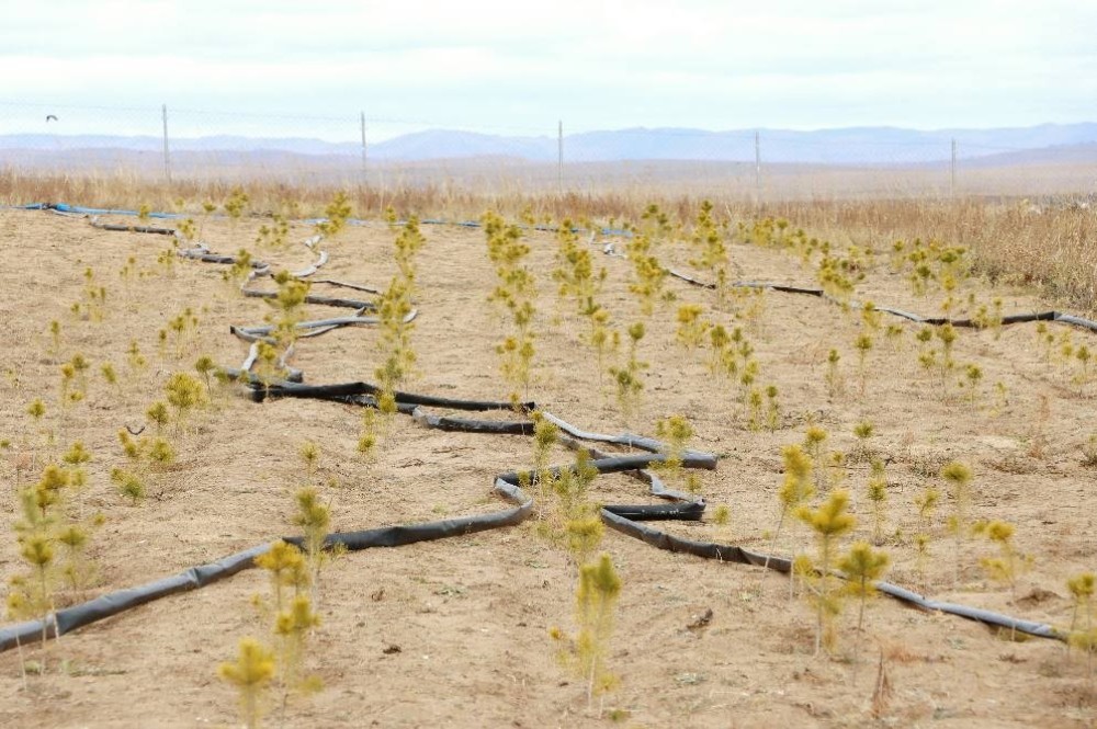 Дорнод аймгийн Баян-Уул суманд өндөр хүчин чадал бүхий мод үржүүлгийн газар байгууллаа
