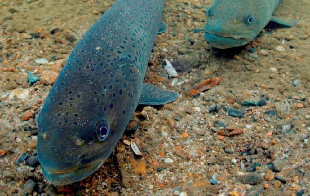 Монгол загасны хаан нь ТУЛ