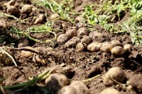 Ж.Энхбаяр: Ургац алдах эрсдэлээс сэргийлж, урт хугацаанд усалгааны менежмент хэрэгжүүлнэ